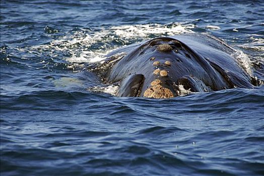 南露脊鲸,丘布特省,巴塔哥尼亚,阿根廷
