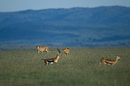 肯尼亚,马塞马拉野生动物保护区,印度豹,猎豹,牧群,瞪羚