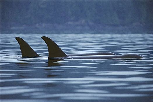 逆戟鲸,一对,平面,不列颠哥伦比亚省,加拿大