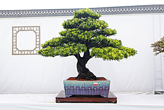 盆景,盆栽,展览作品,广东盆景协会30周年