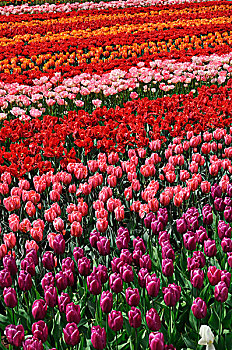 花坛,紫色,粉色,红色,橙子,郁金香,郁金香属,库肯霍夫公园,荷兰,欧洲