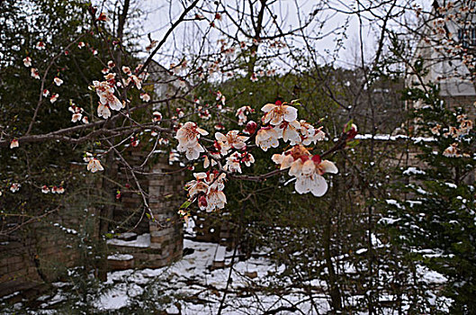 雪中的杏花
