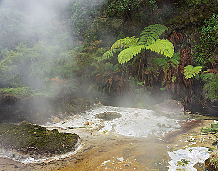 温泉,火山,山谷,罗托鲁瓦,丰盛湾,北岛,新西兰