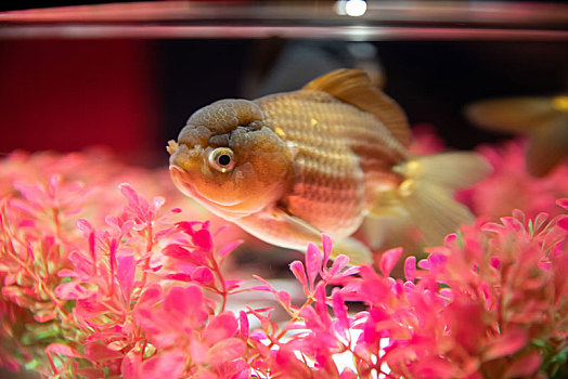 水族馆里的锦鲤鱼金鱼