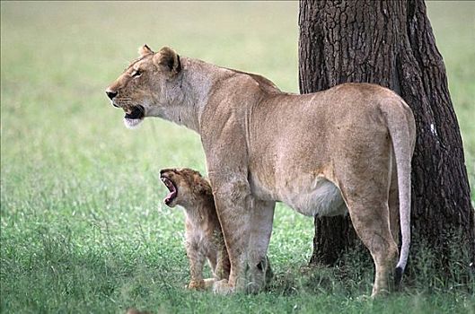 雌狮,狮子,哈欠,幼兽,马赛马拉,肯尼亚