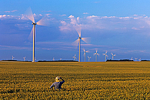 农民,上方,成熟,土地,风轮机,背景,曼尼托巴,加拿大