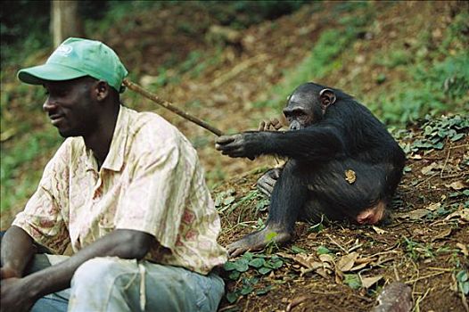 黑猩猩,类人猿,女性,玩,看护,棍,加蓬