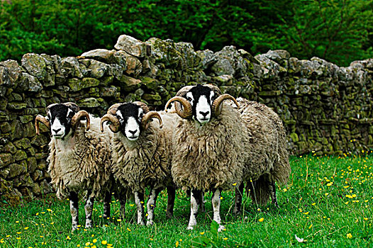家羊,斯韦达尔,站立,正面,石头,墙壁,英格兰,欧洲