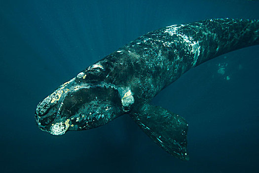 南露脊鲸,幼兽,瓦尔德斯半岛,阿根廷