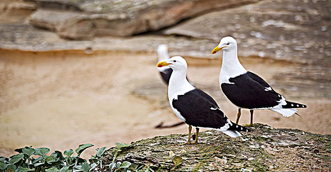 海鸥,南非,海岸线,好望角,自然公园,自然保护区