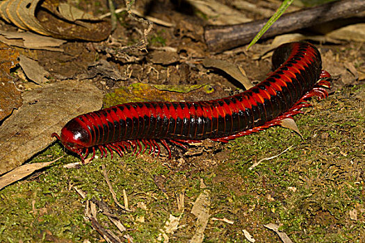 红色,千足虫,雨林,国家公园,马达加斯加,非洲