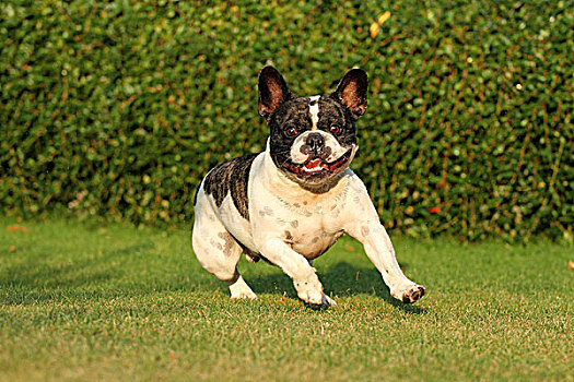 法国牛头犬,跑,草坪