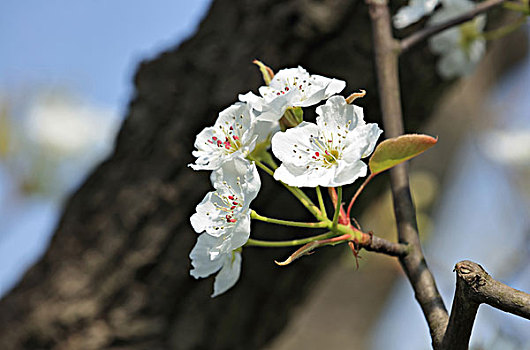 梨花,梨树,春天