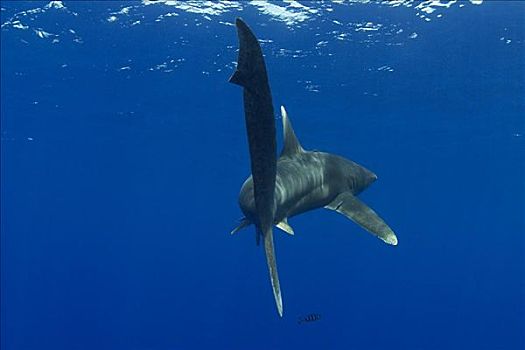 夏威夷,远洋白鰭鯊,长鳍真鲨,后视图,靠近,海洋,表面