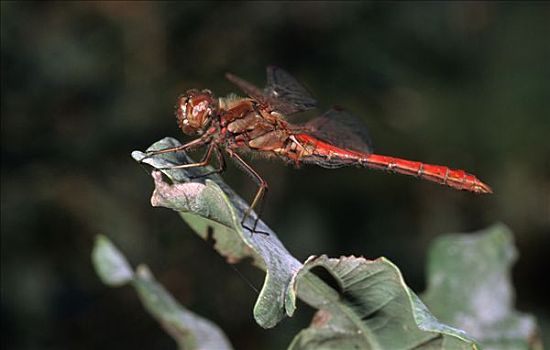 条斑赤蜻,蜻蜓,西欧