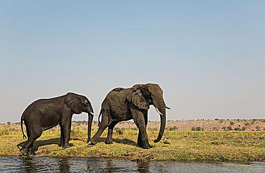 非洲象,母牛,左边,玩耍,公牛,堤岸,乔贝,河,乔贝国家公园,博茨瓦纳,非洲