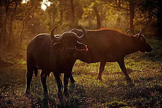 非洲,水牛,两个,成年,逆光,克鲁格国家公园,南非