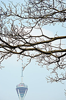 春天郊游晒太阳,四川电视塔下的苦楝树