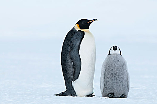 帝企鹅,幼禽,请求,食物,湾,东方,南极