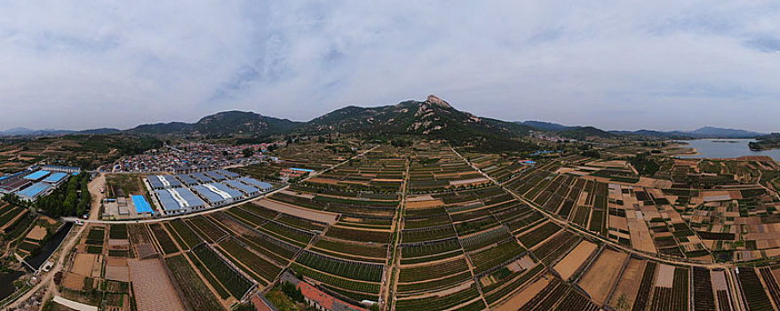 山东省日照市,万亩茶园染绿乡村大地,茶产业助农民致富