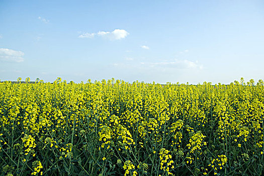 地点,油菜