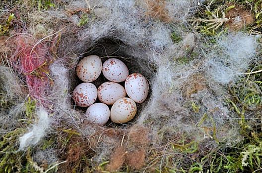 麻雀,蛋,鸟窝,瑞典