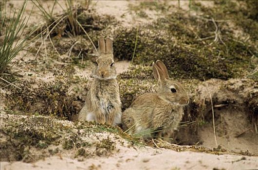 欧洲兔,兔豚鼠属,一对,保护色,沙丘,欧洲,全球
