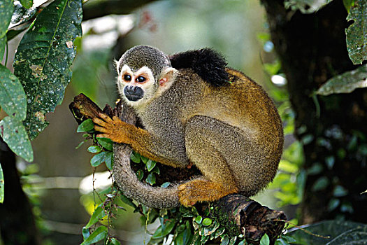 南美,松鼠猴,国家公园,哥伦比亚