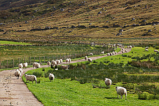 绵羊,靠近,湖,区域,西高地,苏格兰