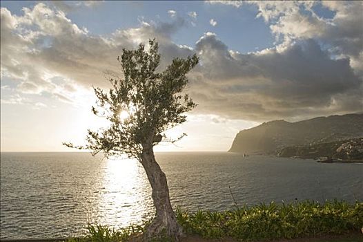 橄榄树,正面,悬崖,马德拉岛,葡萄牙