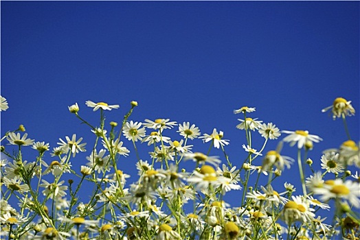 甘菊,天空