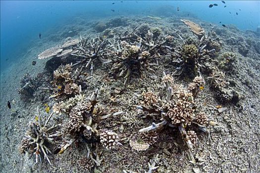 珊瑚礁,新,人造,布那肯岛,海洋,国家公园,北苏拉威西省,印度尼西亚