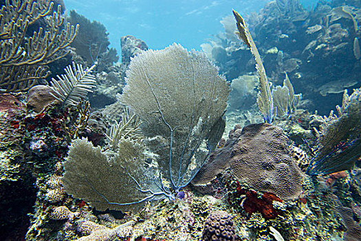 水下视角,珊瑚,墙壁,海湾群岛,洪都拉斯