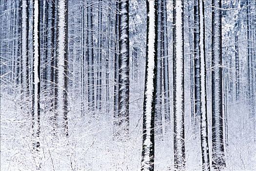 冬天,树林,巴伐利亚森林,巴伐利亚,德国