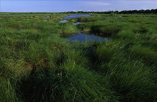 高草,湿地,支流,国家野生动植物保护区,路易斯安那,美国