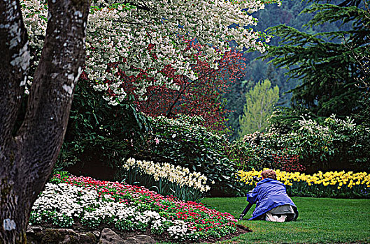 宝翠花园,女人,照片,春花,展示,维多利亚,温哥华岛,不列颠哥伦比亚省,加拿大