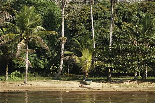 热带沙滩,棕榈树,巴西