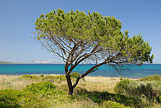 年轻,松树,意大利伞松,海滩,靠近,萨丁尼亚,意大利,欧洲