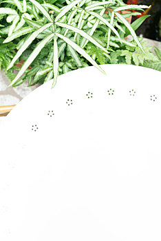 凤尾蕨等植物装饰下的白色桌面