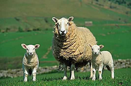 家羊,北方,切维厄特绵羊,母羊,相似,羊羔,坎布里亚,英格兰,欧洲