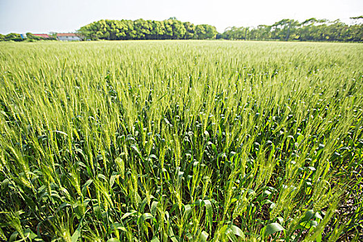 5月份绿色没有成熟的小麦