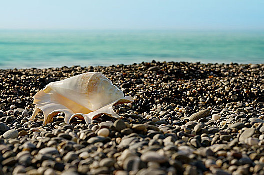 壳,海滩,潮汐,背景