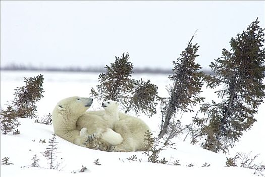 北极熊,三个,老,幼兽,母兽,白云杉,一个,脆弱,瓦普斯克国家公园,曼尼托巴,加拿大