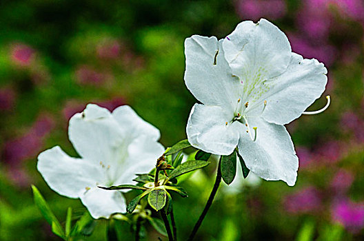 杜鹃花