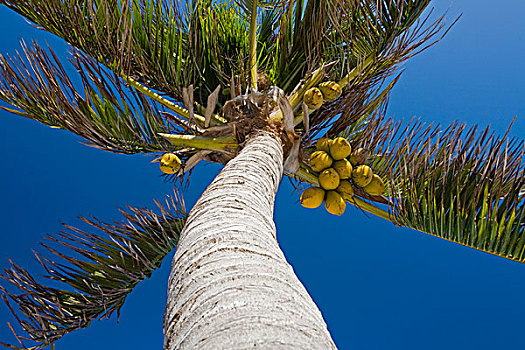 椰树,干盐湖,卡门,墨西哥,北美