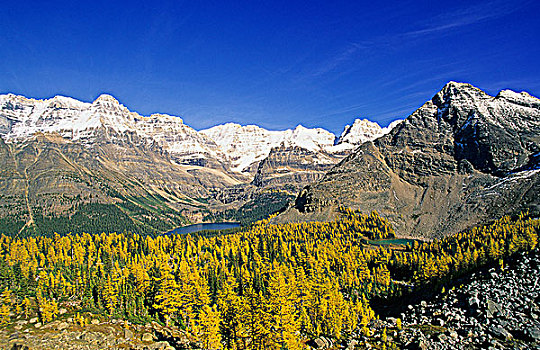 秋天,落叶松属植物,展望,欧哈拉湖,区域,幽鹤国家公园,不列颠哥伦比亚省,加拿大