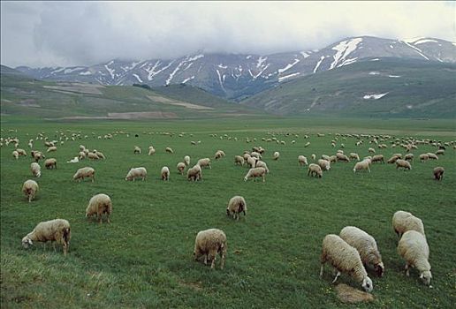 家羊,绵羊,成群,放牧,草场,钢琴格兰德,意大利