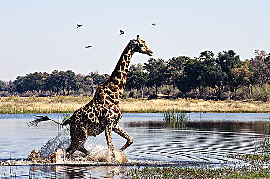 长颈鹿,走,浅水,博茨瓦纳