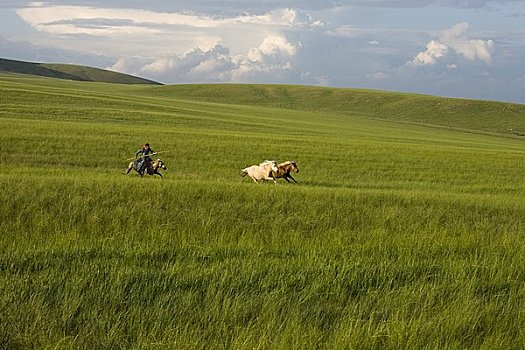 骑手,圈拢,马,蒙古,中国
