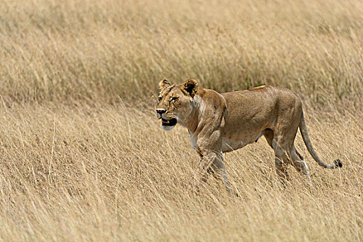 雌狮,狮子,漫游,高草,马赛马拉国家保护区,肯尼亚,非洲